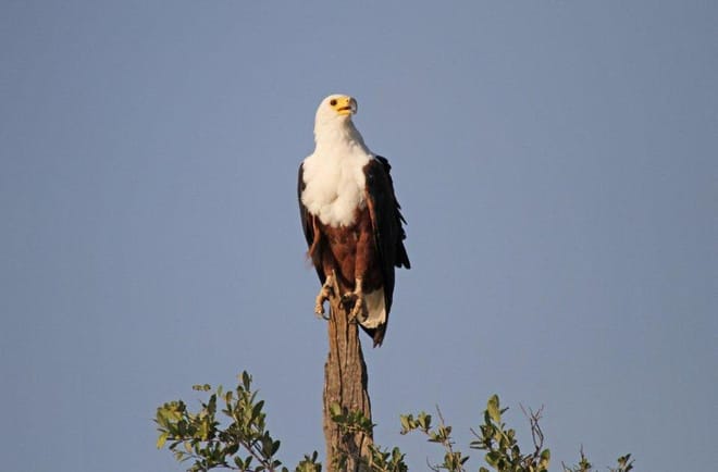 From Arusha: Day Trip to Lake Manyara National Park 9