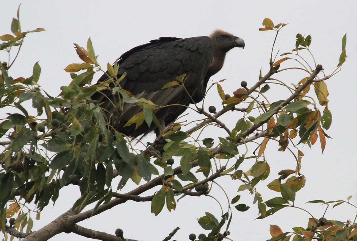 19 Days Mera Peak Climbing & Expedition – One Life-Changing Himalayan Adventure