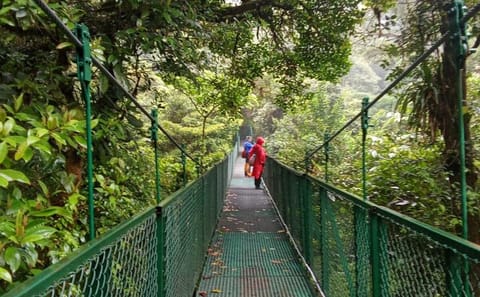 Guided Hanging Bridges Walk in Monteverde Cloud Forest