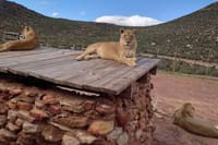  Big5 Wildlife Game Reserve Safari with wine tasting Transport 5