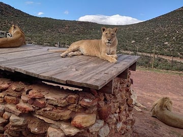 Aquila Game Reserve Safari and Wine Tasting Tour from Cape Town