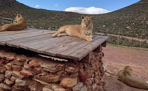 Aquila Game Reserve Safari and Wine Tasting Tour from Cape Town