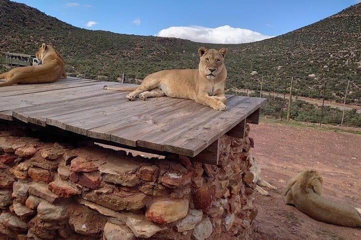  Big5 Wildlife Game Reserve Safari with wine tasting Transport 5