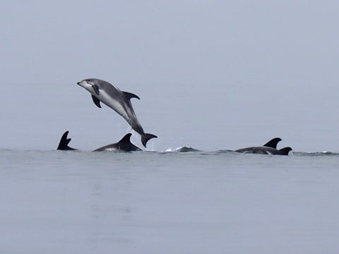 Express Whale Watching From Dalvík, photo 16