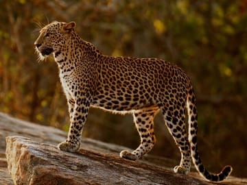 Half-Day Safari Tour in Yala National Park from Colombo