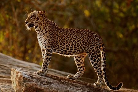 Yala National Park Wildlife Safari from Colombo