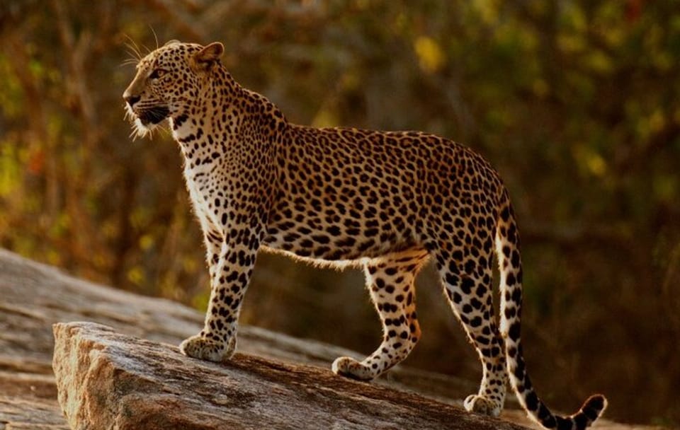 Half-Day Safari Tour in Yala National Park from Colombo