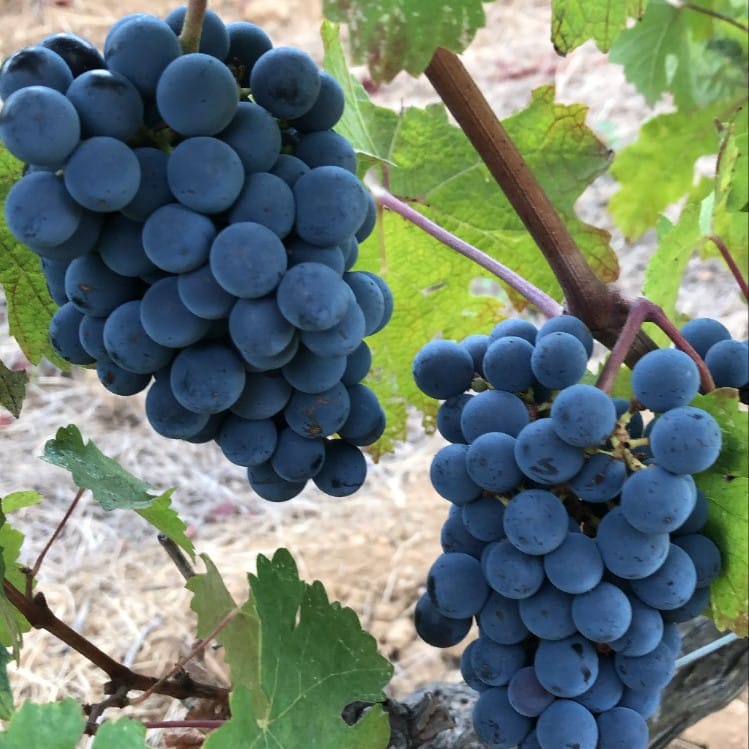 Wine tour in Saint tropez country side - AOP Côtes de provence 2