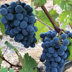 Wine tour in Saint tropez country side - AOP Côtes de provence