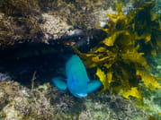 Snorkeling Tour: Discover Sydney’s impressive sea life 5