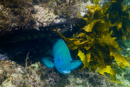 Snorkeling Tour: Discover Sydney’s impressive sea life