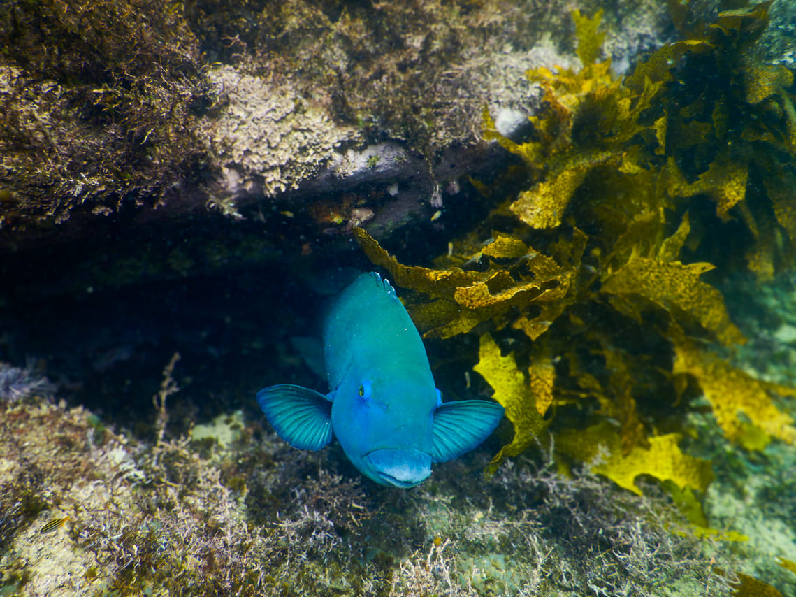 Snorkeling Tour: Discover Sydney’s impressive sea life 5