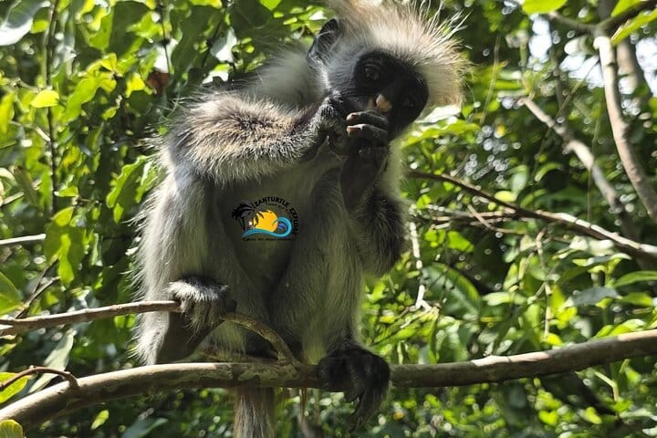 Zanzibar Swim with Dolphins and Turtles Visit at the Aquarium