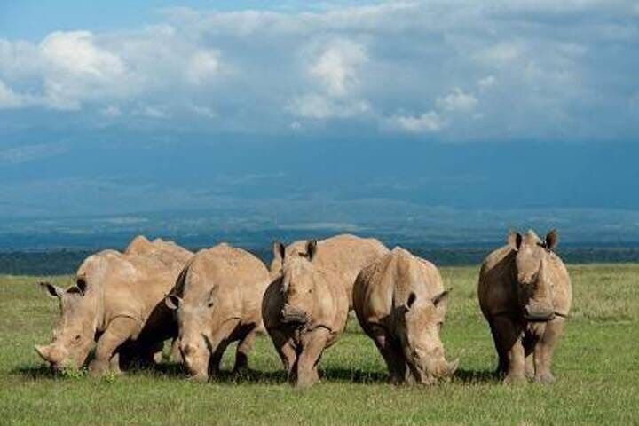 5 Day Amboseli Nakuru Mara Kenya with Lodging Safari Tour