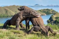 Komodo dragon