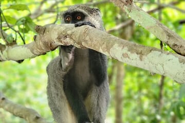 Jozani Forest and Spice Farm Tour Zanzibar Nature Experience