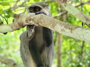 Jozani Forest and Spice Farm Tour in Zanzibar