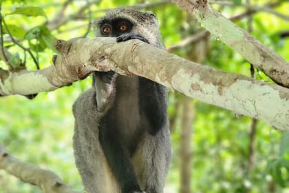 Jozani Forest and Spice Farm Tour Zanzibar Nature Experience