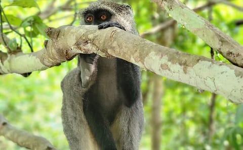Jozani Forest and Spice Farm Tour in Zanzibar