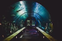 Dubai Aquarium and Underwater Zoo Admission Ticket with Options 6