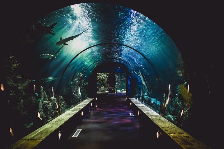 Dubai Aquarium and Underwater Zoo Admission Ticket with Options 6
