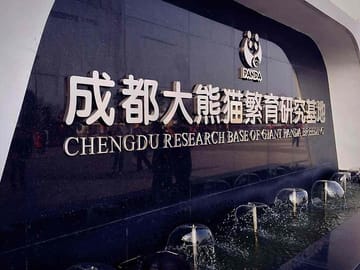 Half-Day Private Tour of Chengdu Giant Panda Breeding Research Base
