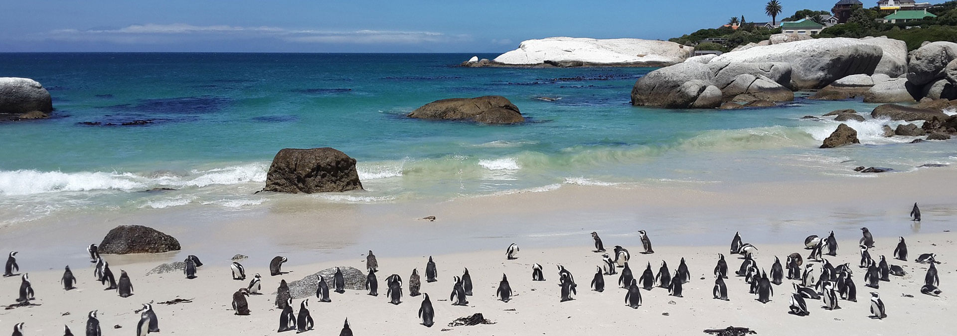 Scenic coastal views and penguins at Boulders Beach