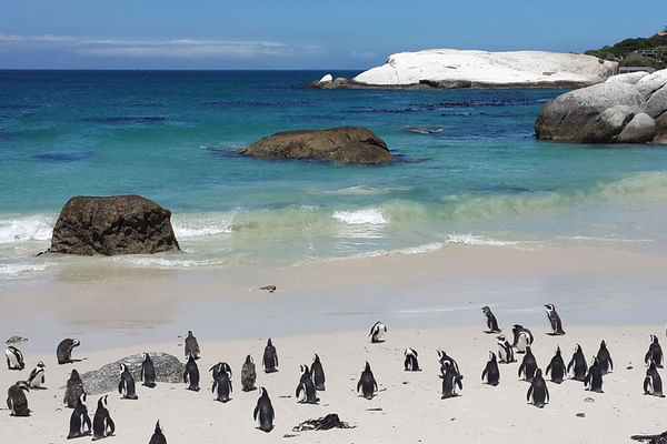 Scenic coastal views and penguins at Boulders Beach