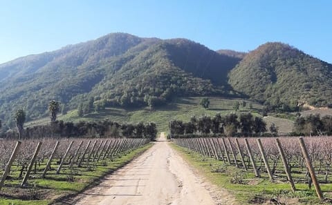 Private Wine Tour of Colchagua Valley from Santiago