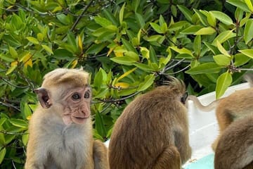 Negombo Lagoon and Muthurajawela Bird Watching Tour