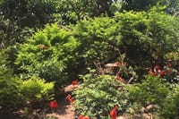 Private Day Tour to Chimelong Paradise and Birds Park from Guangzhou 6