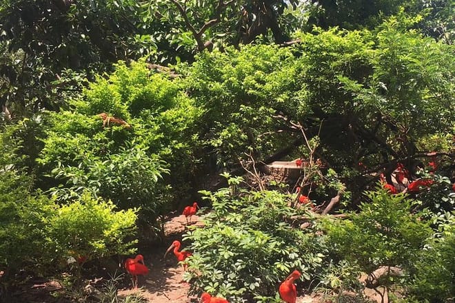 Private Day Tour to Chimelong Paradise and Birds Park from Guangzhou 6