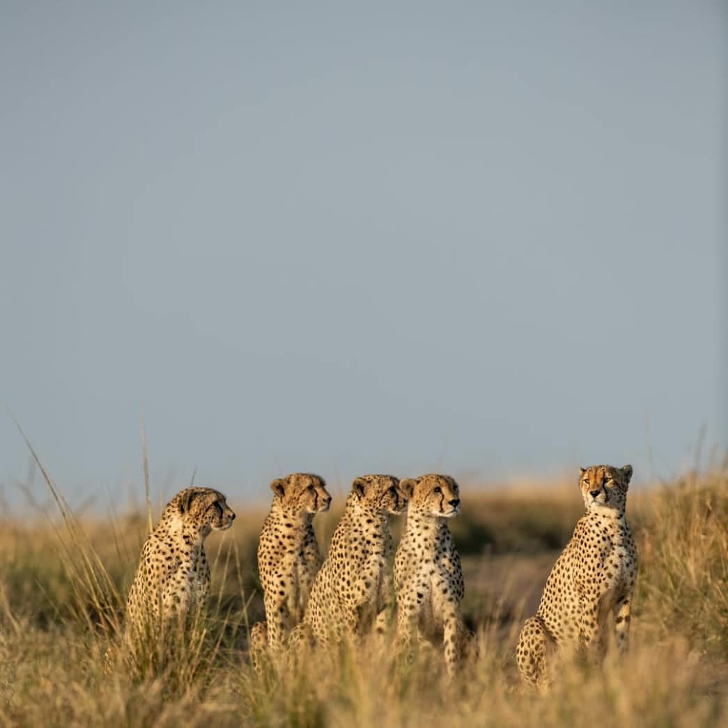 5 brothers Cheetah Family Maasai Mara