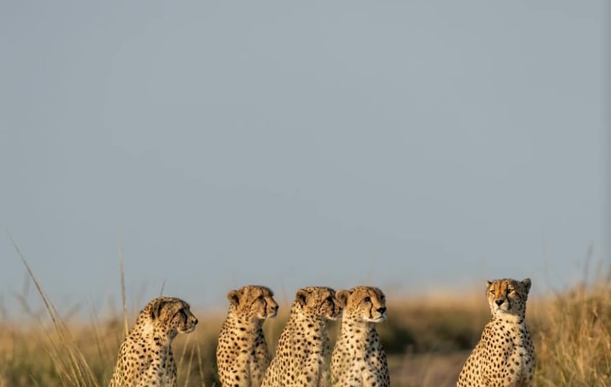 Nairobi, Naivasha, Maasai Mara & Coast Golf Adventure (9 Nights)