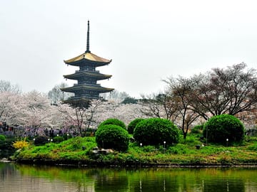 Wuhan East Lake Cycling Half-Day Tour with Lotus and Plum Garden