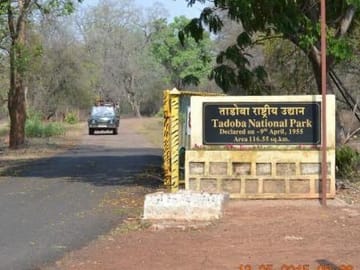 Wildlife Safari Tour in Tadoba, Pench, Kanha & Bandhavgarh