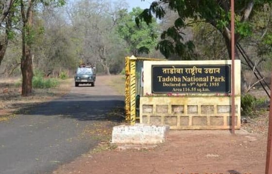 WildlifeSafari in Tadoba, Pench, Kanha & Bandhavgarh NationalPark