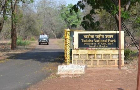 Wildlife Safari Tour in Tadoba, Pench, Kanha & Bandhavgarh