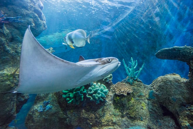 Manta Rays