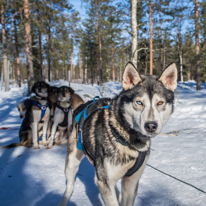 Active Family Day Adventure - Rovaniemi photo 5