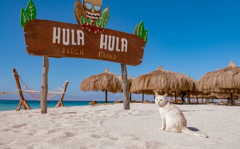 Snorkeling Tour at Hula Hula Island in Hurghada with Lunch
