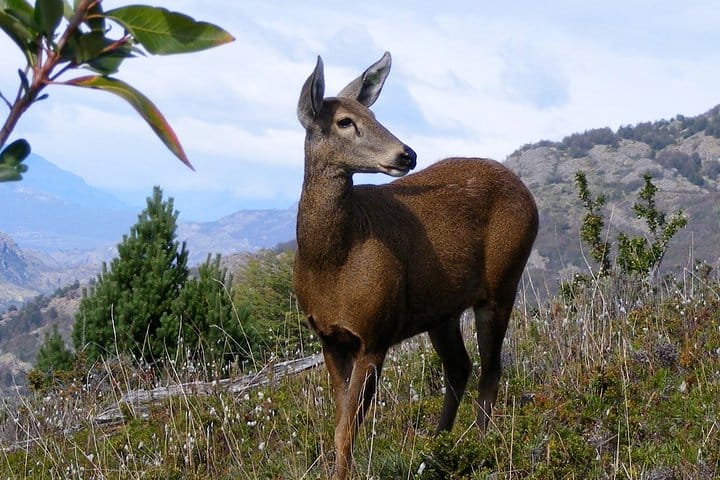 4-Day Atacama Desert Experience with Hotel, Tours & Meals