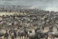 Wandering herds of the African plains.