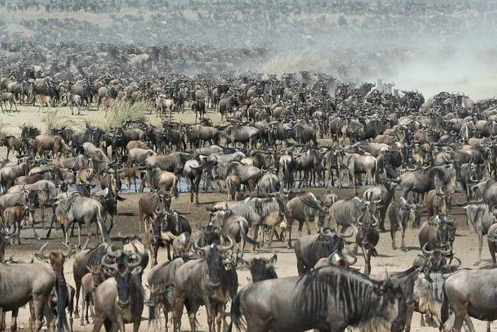 Wandering herds of the African plains.