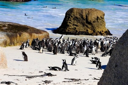 Robben Island and Boulders Beach All Inclusive