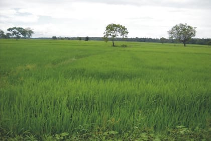 WAYAMBA TRIANGLE TOUR FROM KANDY