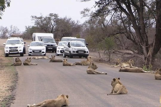 Nairobi National Park, Elephant Orphanage & Giraffe Center Best Nairobi Day Trip