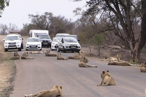 Nairobi National Park, Elephant Orphanage & Giraffe Center Best Nairobi Day Trip