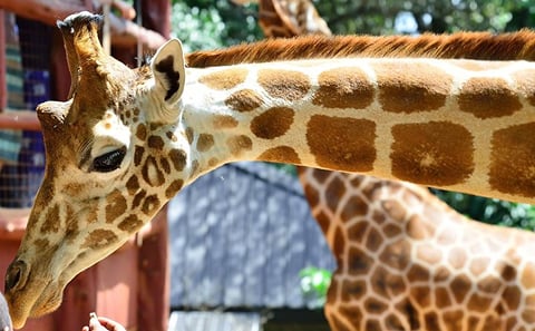 Early Nairobi Park, Elephant Orphanage and Bomas of Kenya