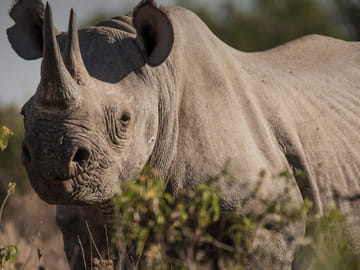 3 DAYS, 2 NIGHTS SAFARI TO OL PEJETA CONSERVANCY